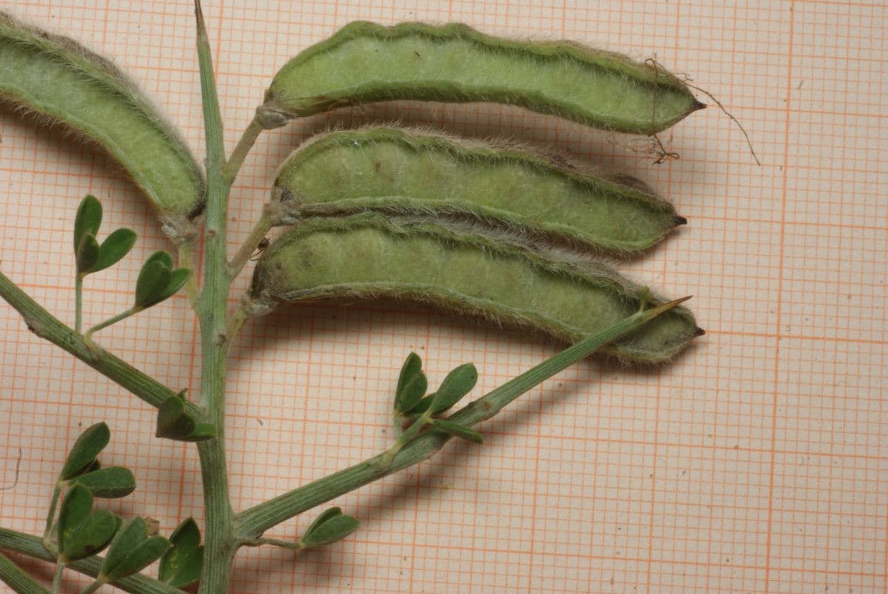Alimo 5