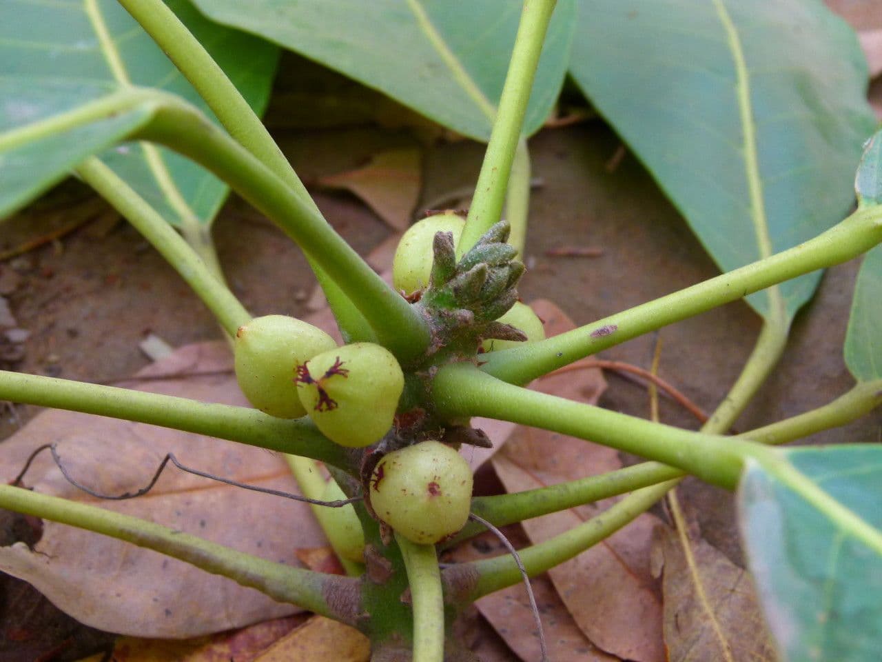 Togo-Uapaca 4