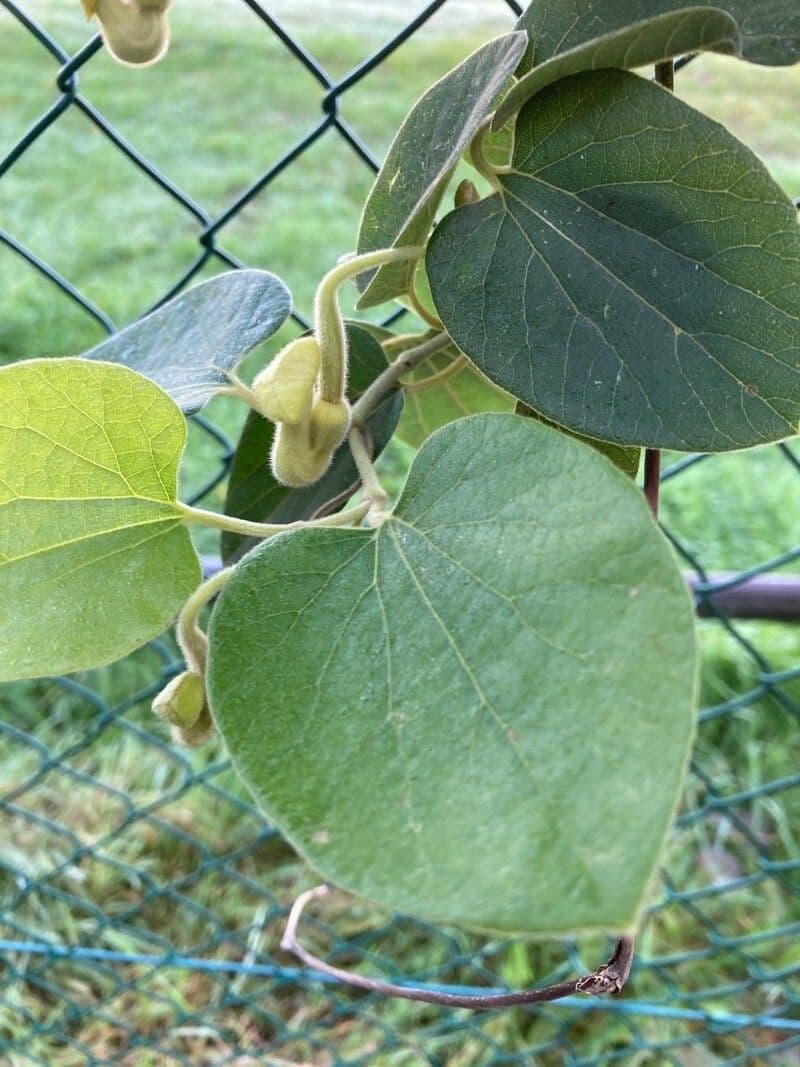 Aristolochia 13
