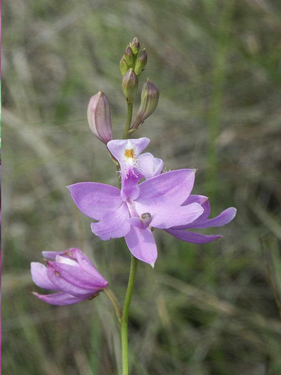 Calopogon 2