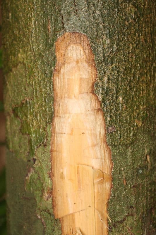 Kleinblütige Eschweilera 21
