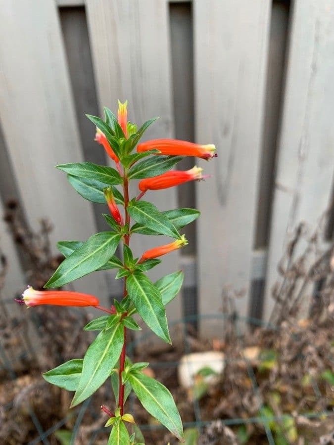 Bouvardia ternifolia 13