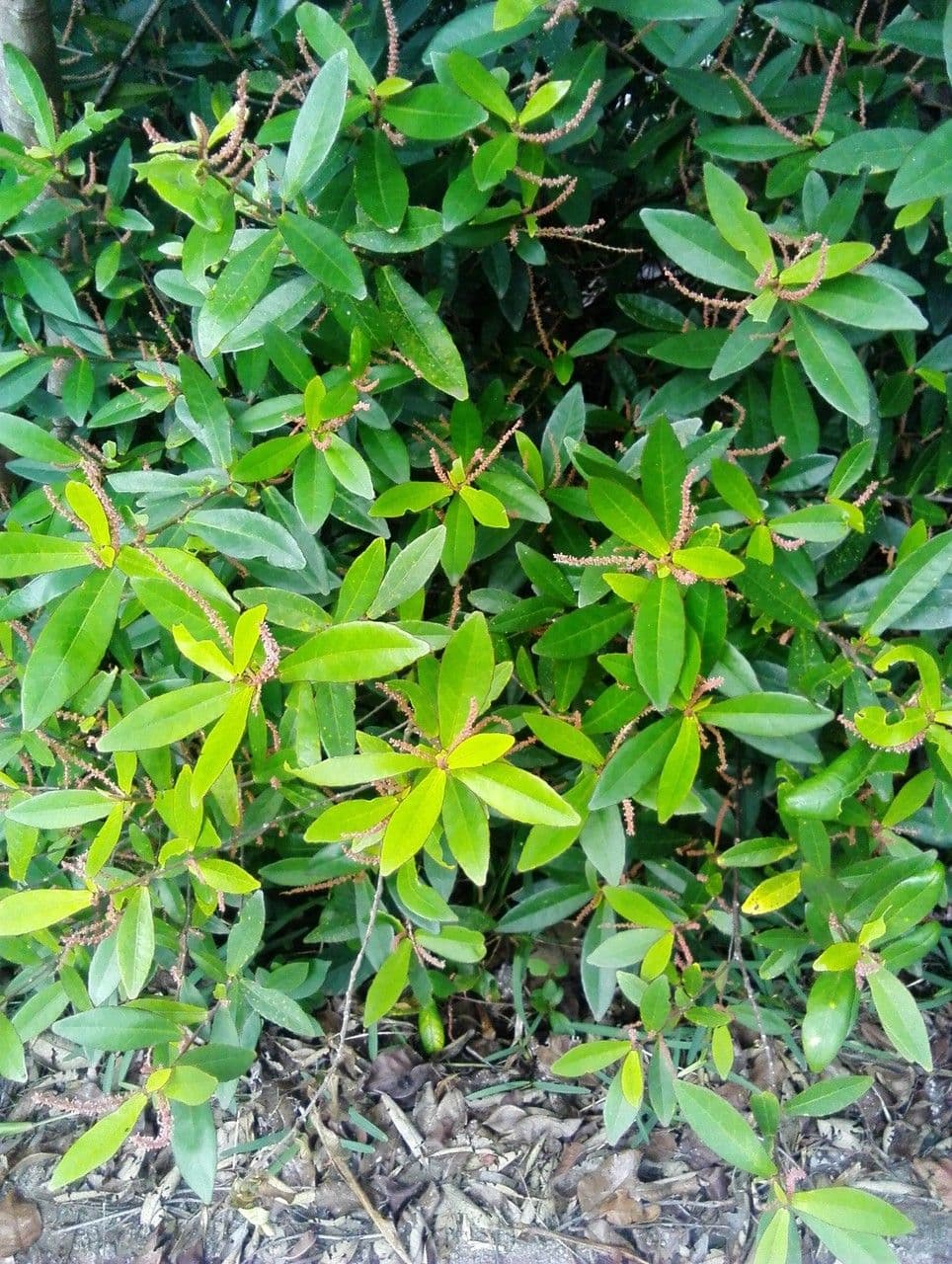 Acalypha 11