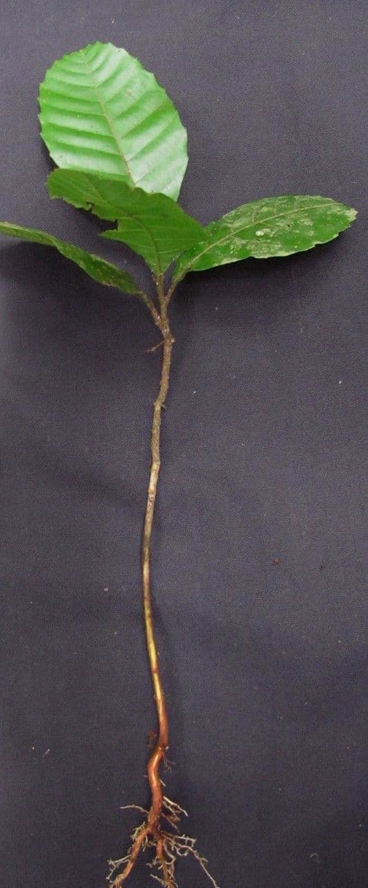 Cupania 8