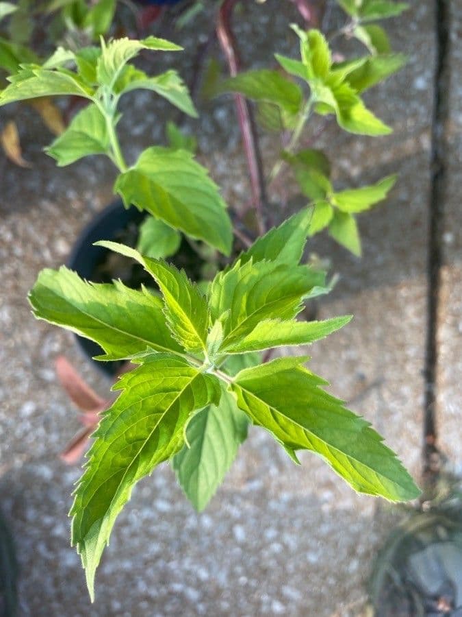 Monarda 2