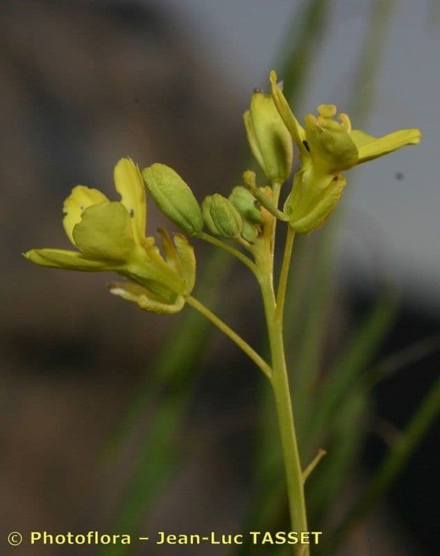 Diplotaxis harra 8