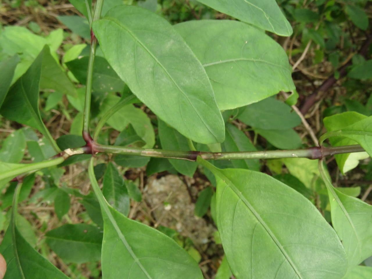 Justicia 12