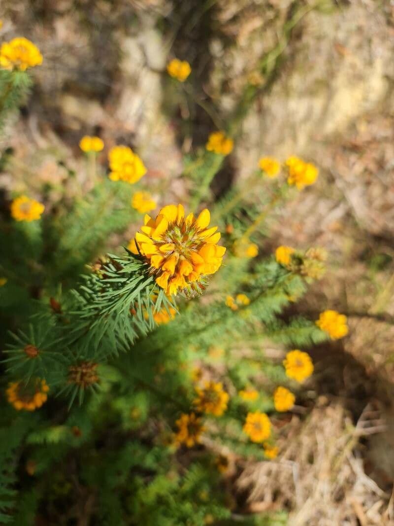 Pultenaea