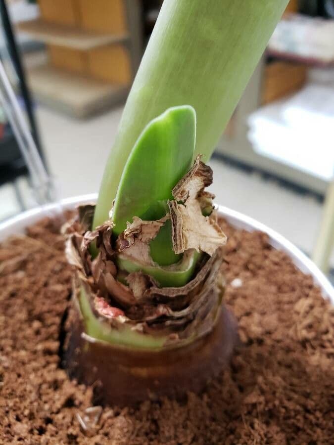 Amaryllis regina 18
