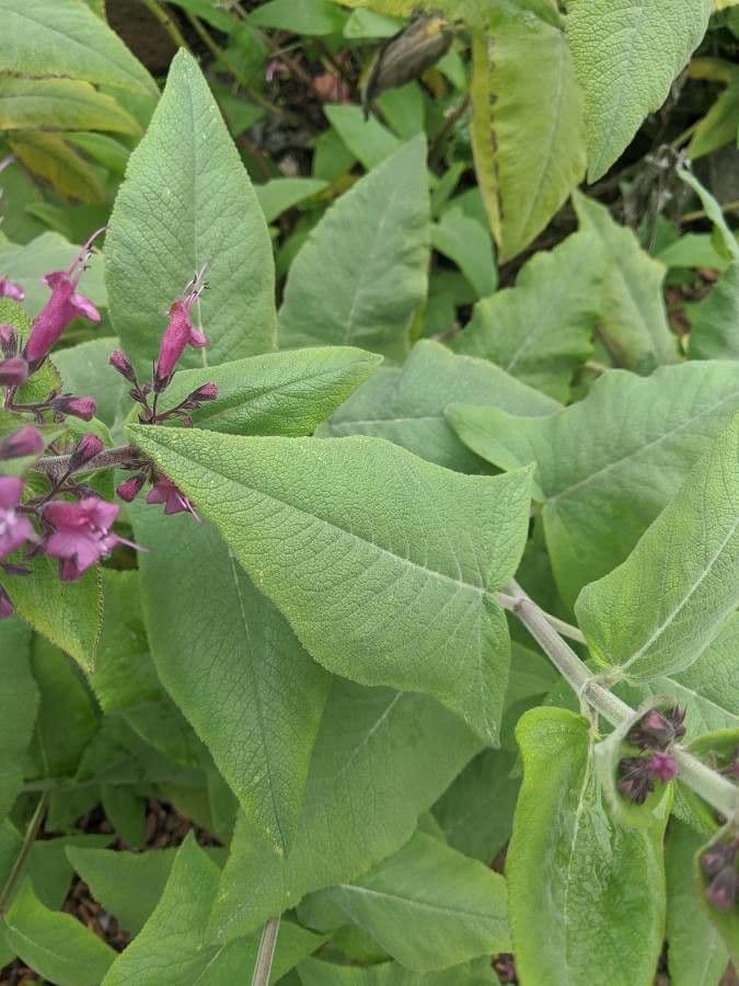 Lepechinia 11
