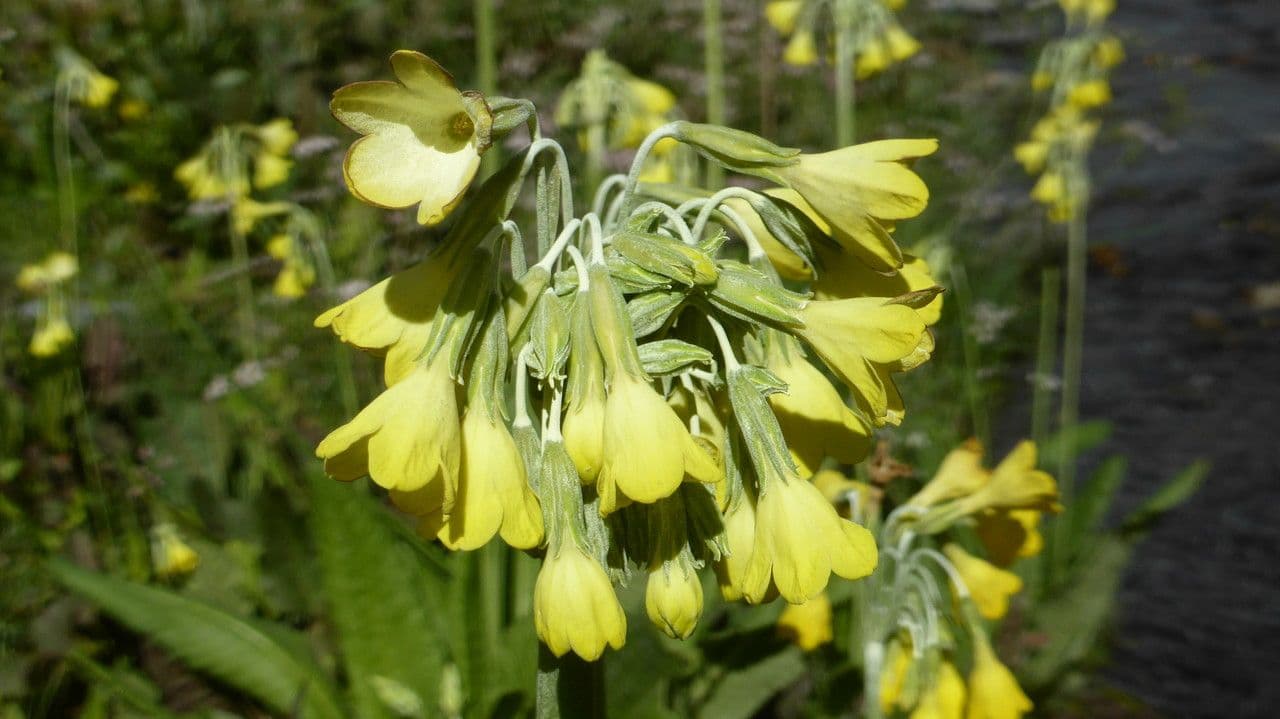 Primula del Sikkim 4