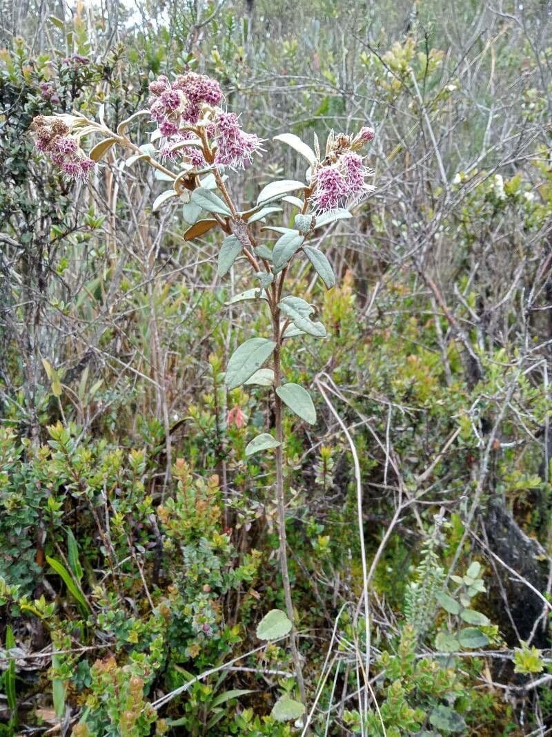 Ageratina 5