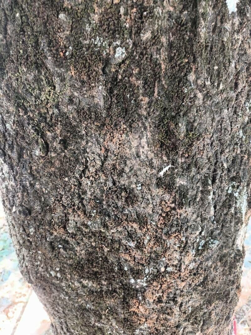 Dwarf hackberry 7