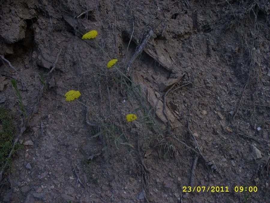 Achillea compatta 2