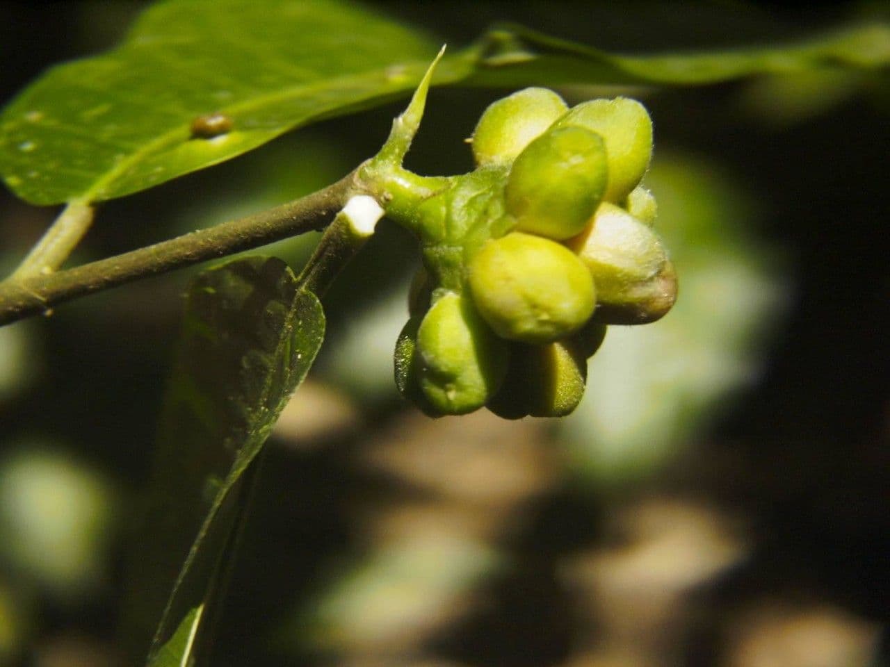 Perebea ispida 4