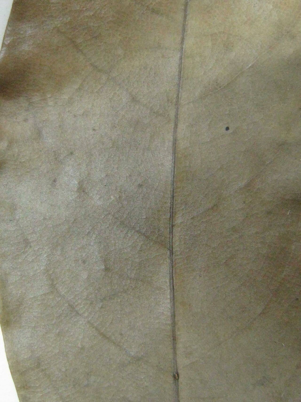 Aniba 4
