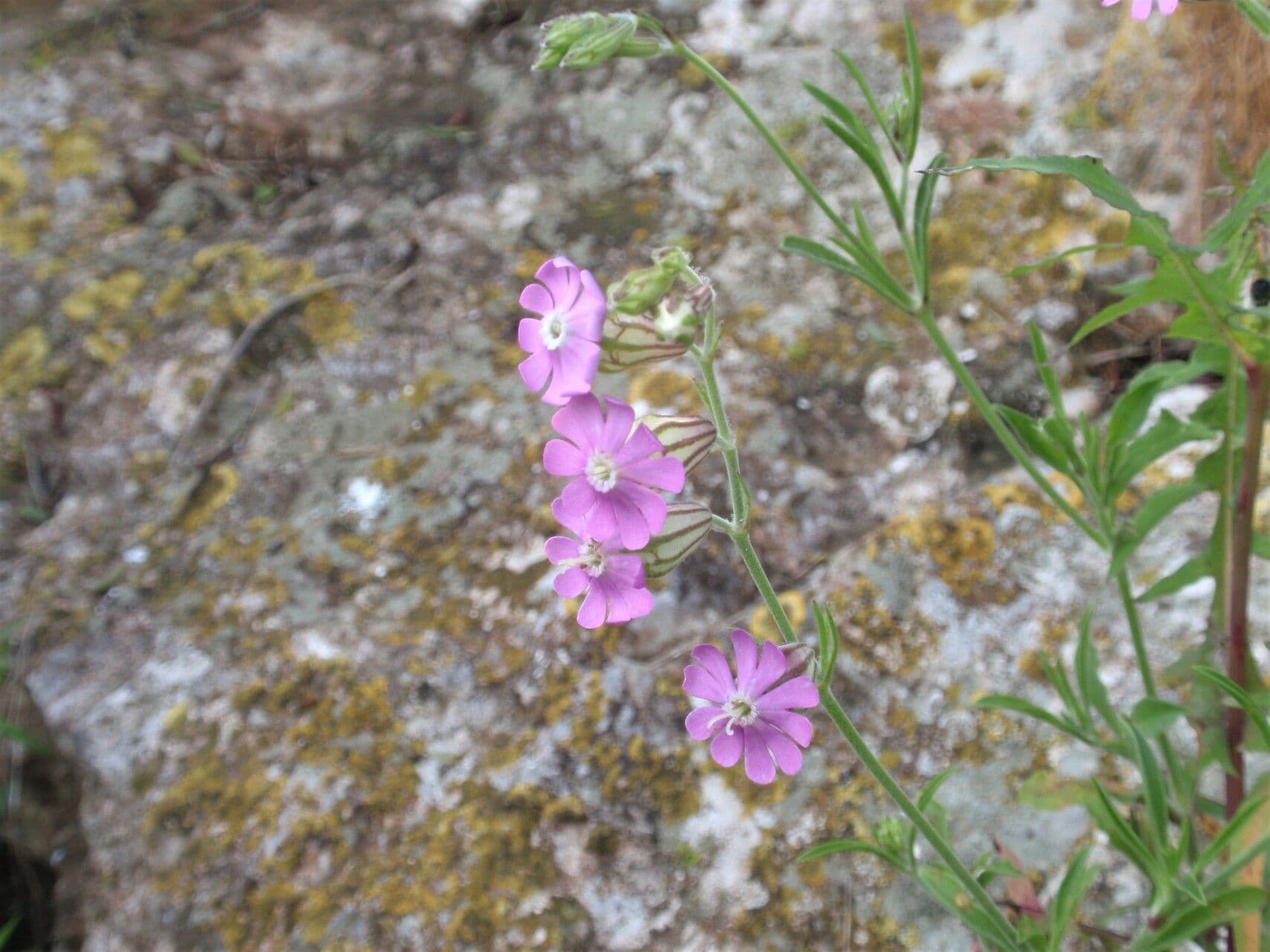 Silene 2
