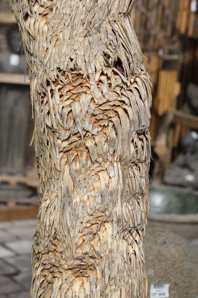 Yucca rostrata 17