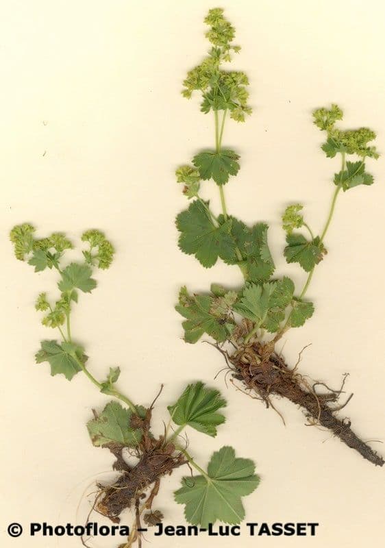 Mniszek 2