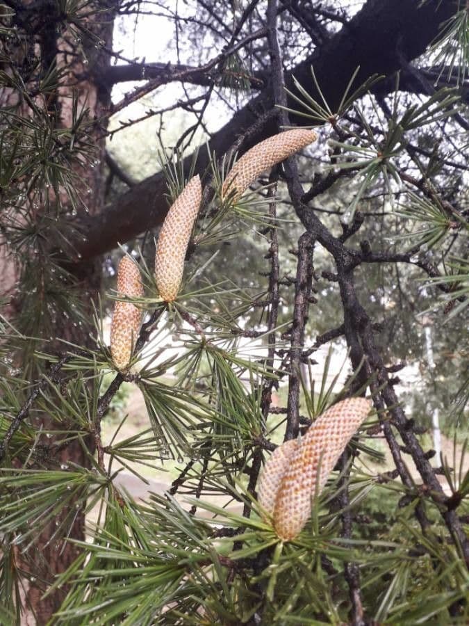 Cedro dell'Himalaya 7