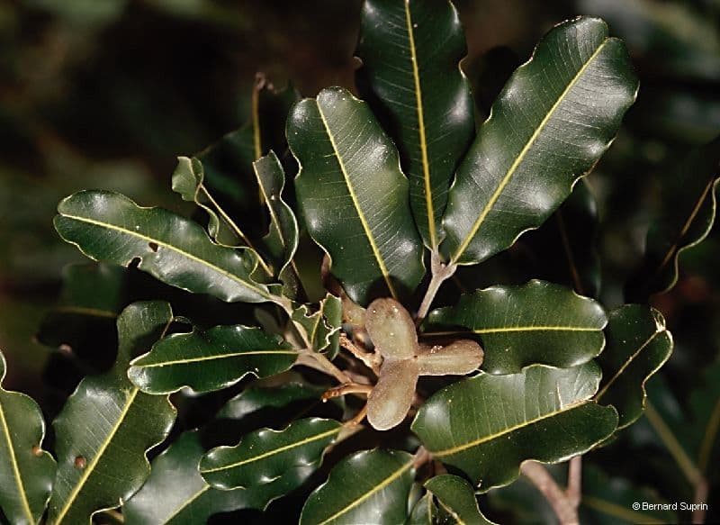 Neoarytera 12