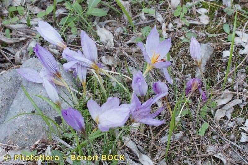 Krokus 6
