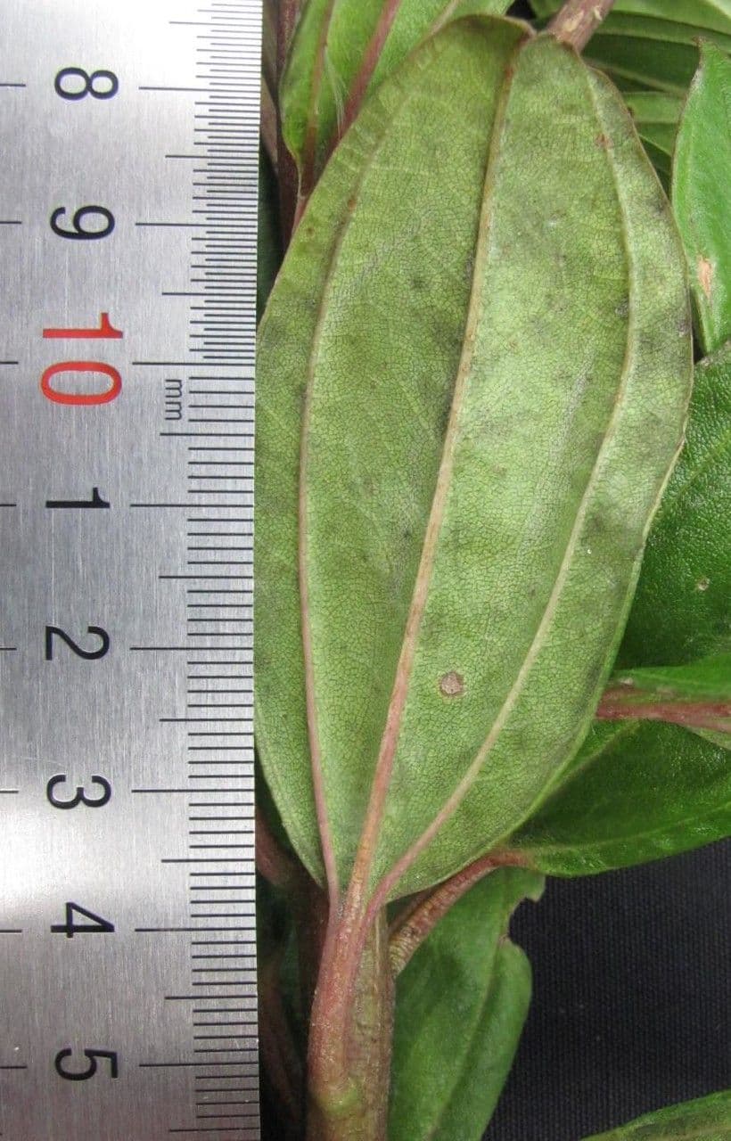 Baccharis stopkatá 6