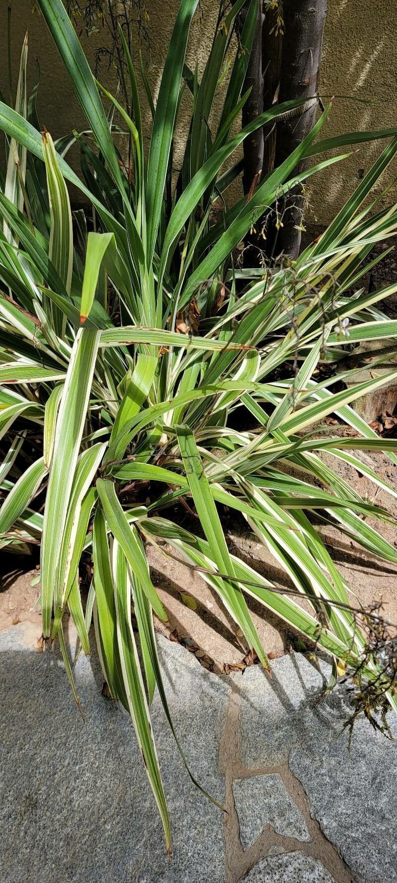 Dianella 15