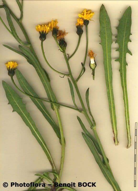 Crepis conyzifolia 26