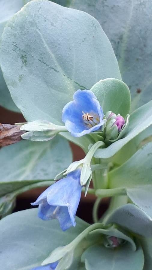 Mertensia marittima 2