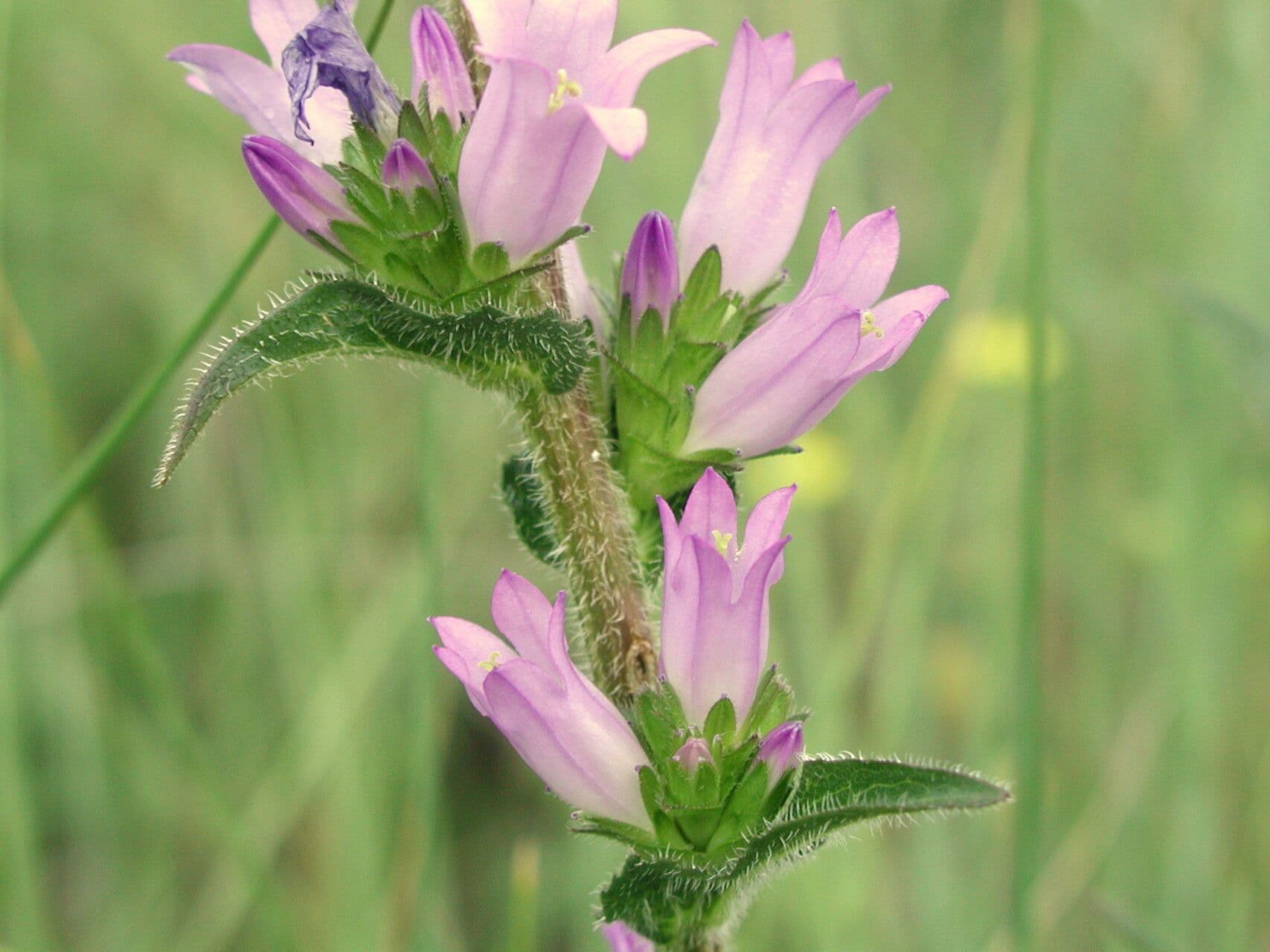 Campanula