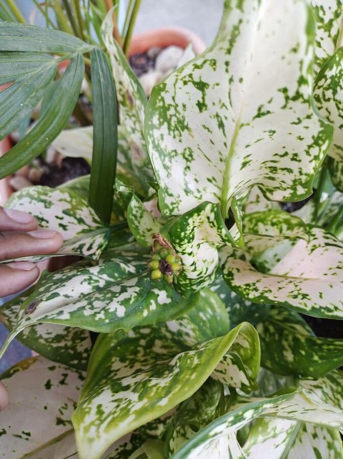 Dieffenbachia 2