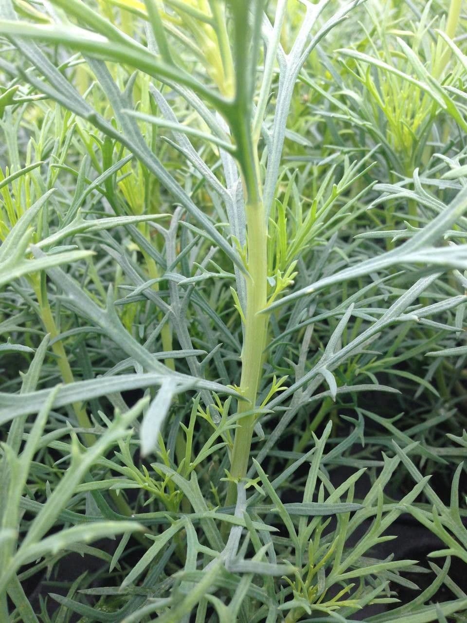 Argyranthemum 20