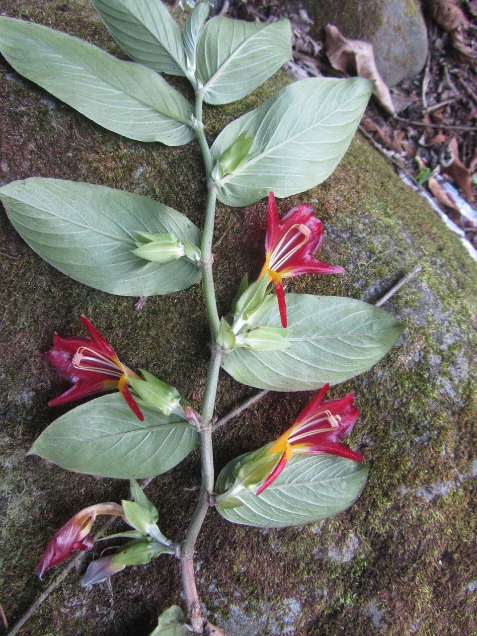 Columnea nicaraguense 7