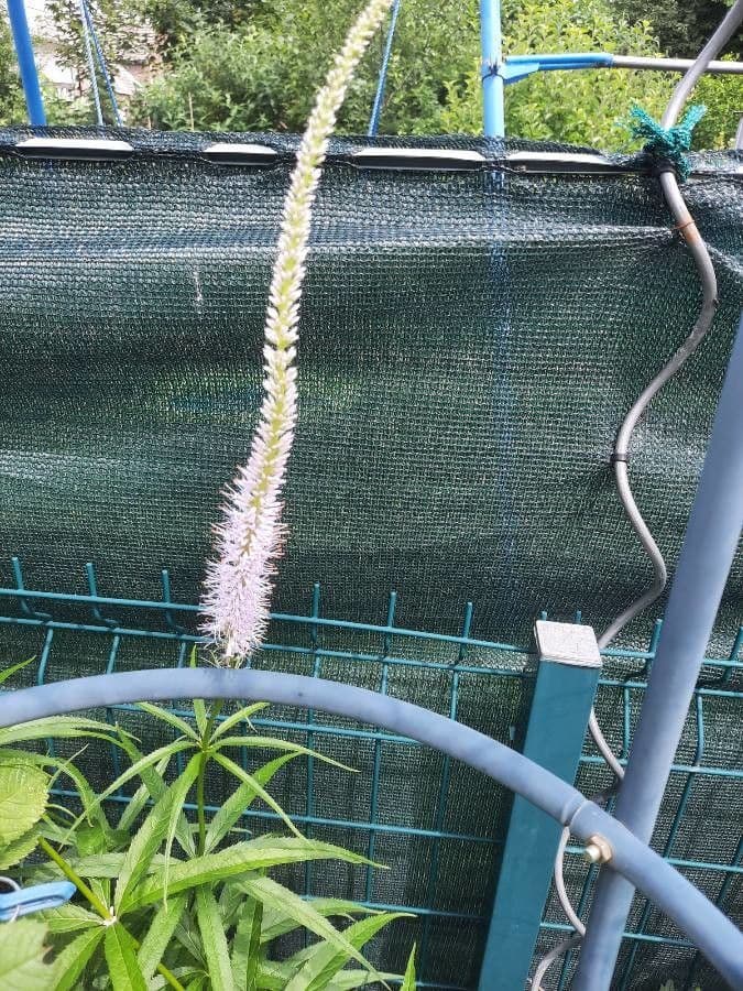Veronica virginica 26