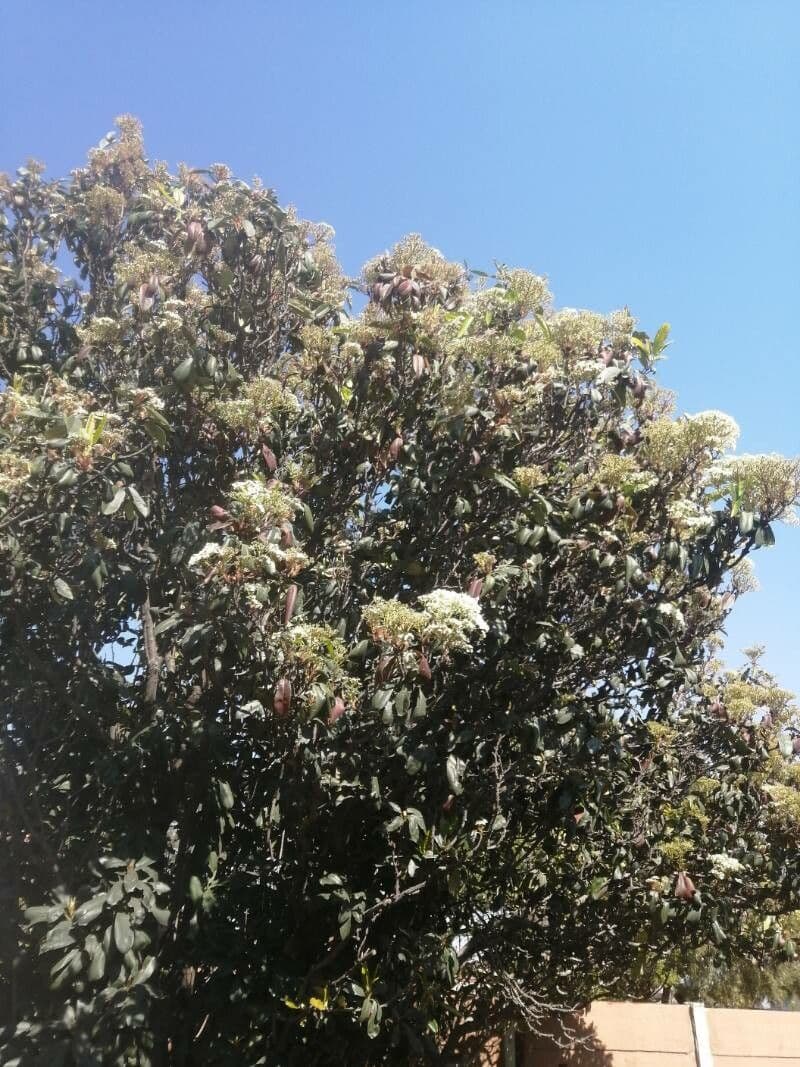 Photinia serrata 30