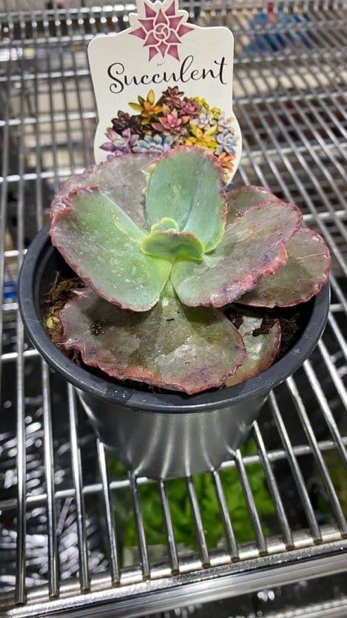 Echeveria 14