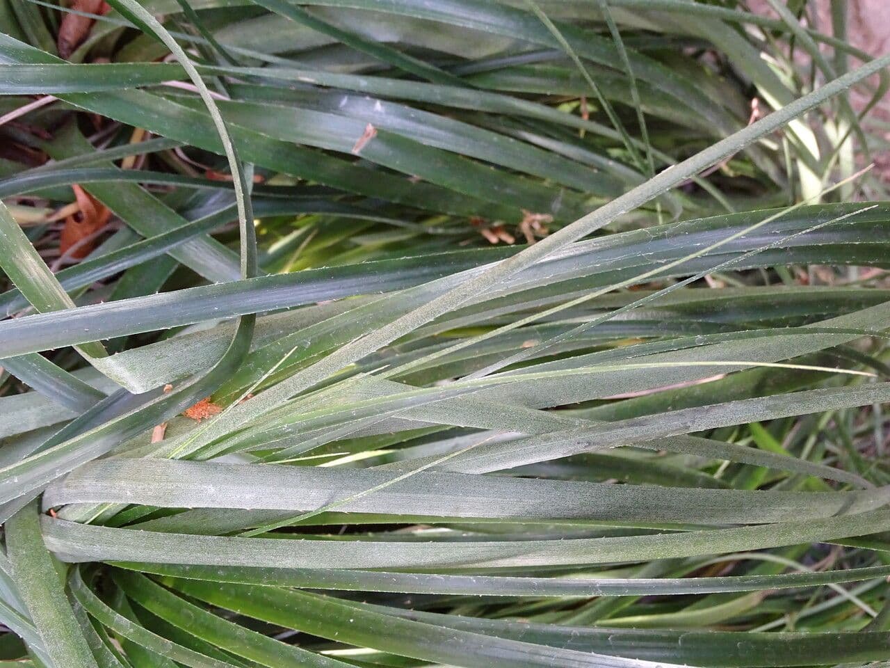 Puya 7