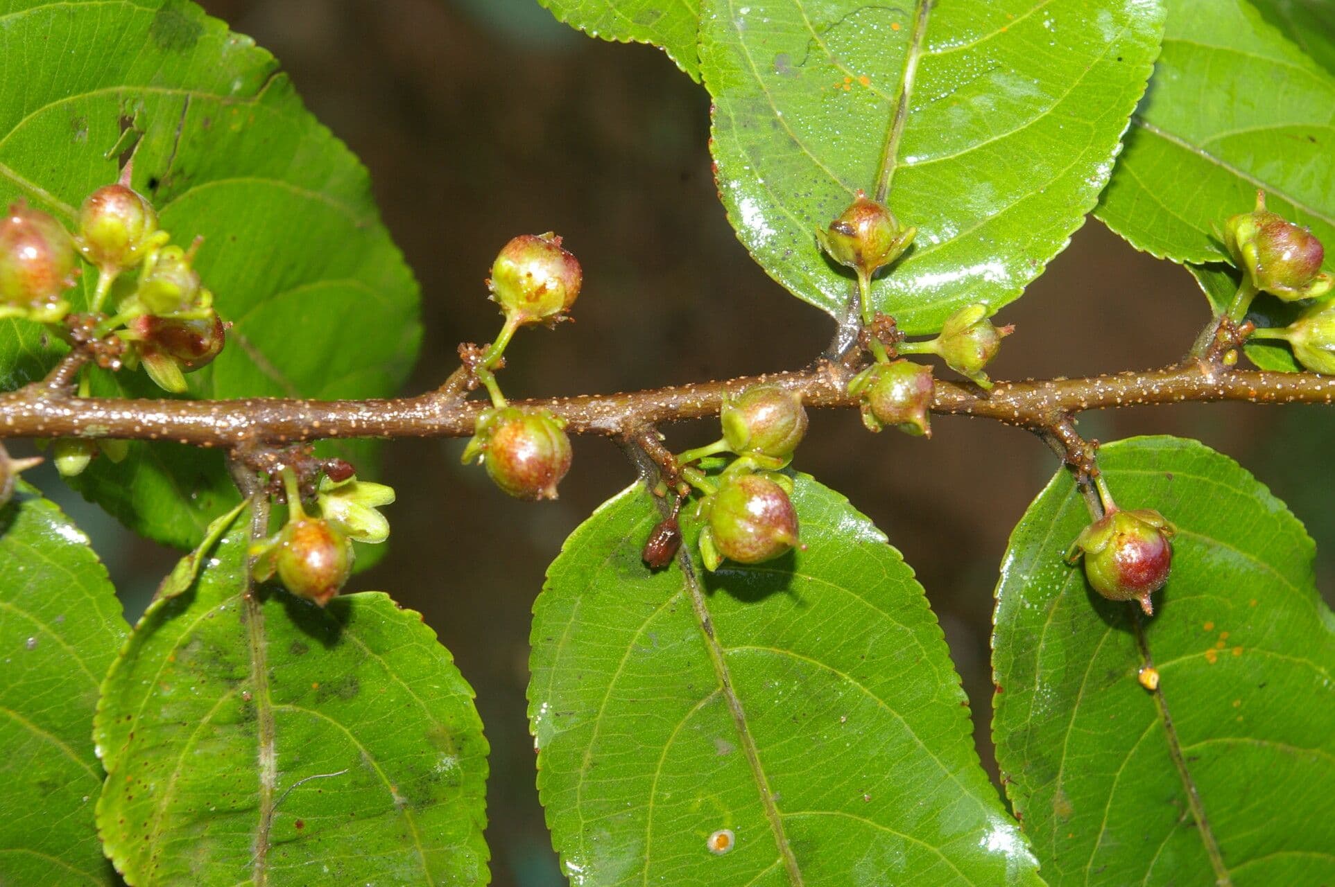 Casearia