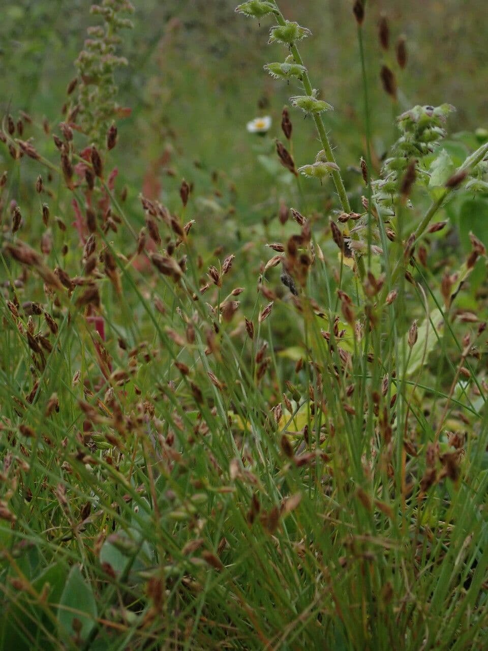 Bulbostylis densa 4