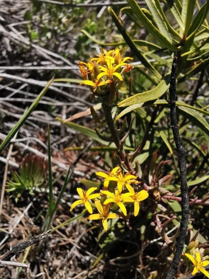 Quinchamalium 5