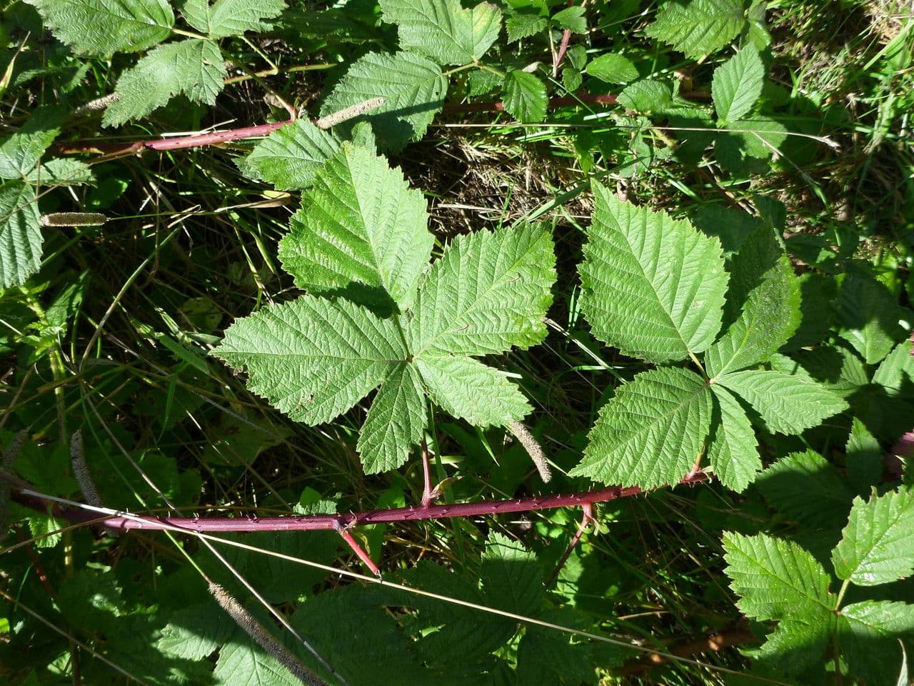 Rovo 2