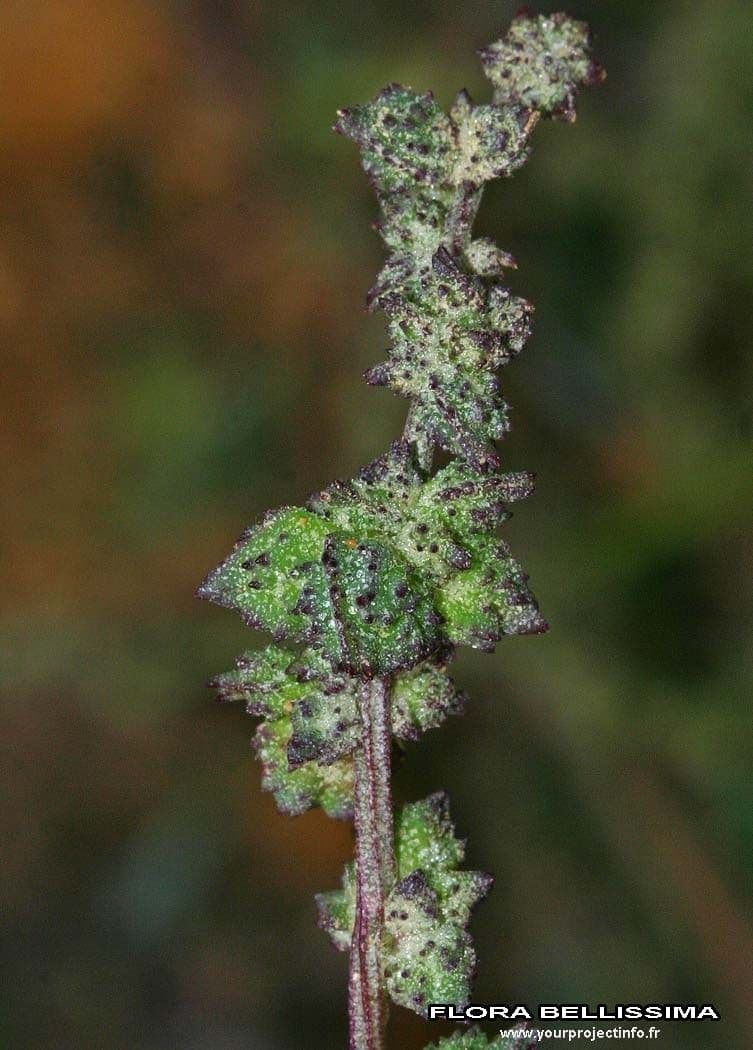 Atriplex glabriuscula 8