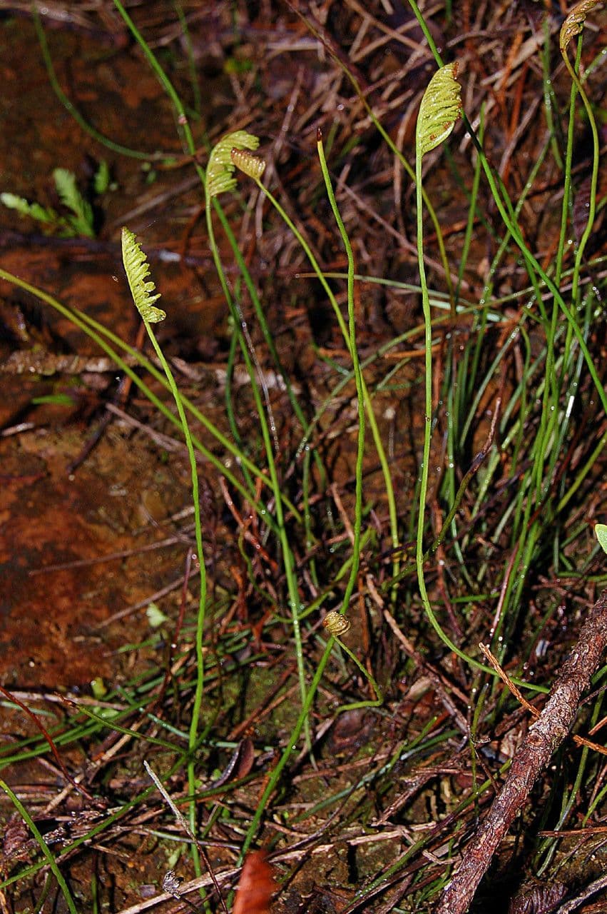 Schizaea 3