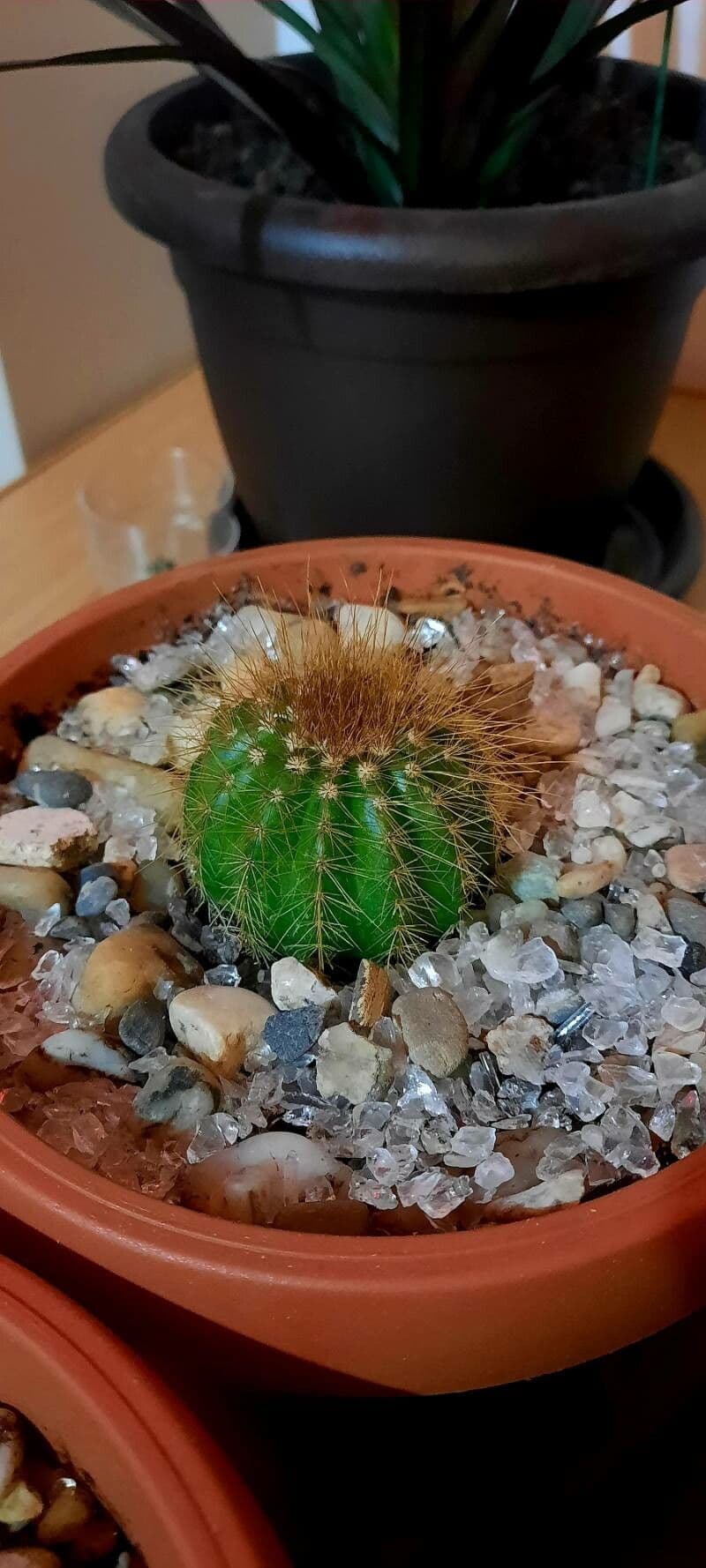 Parodia 15