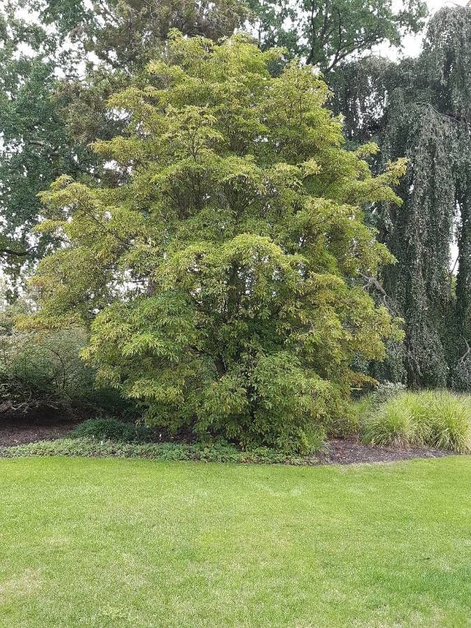 Trochodendron 14