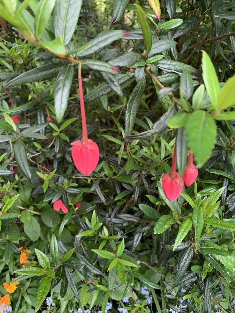 Crinodendron 6