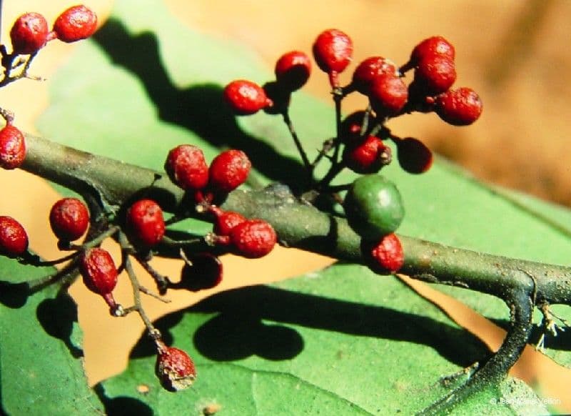 Amborella