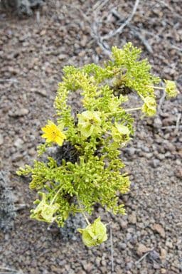 Erigeron composto 7