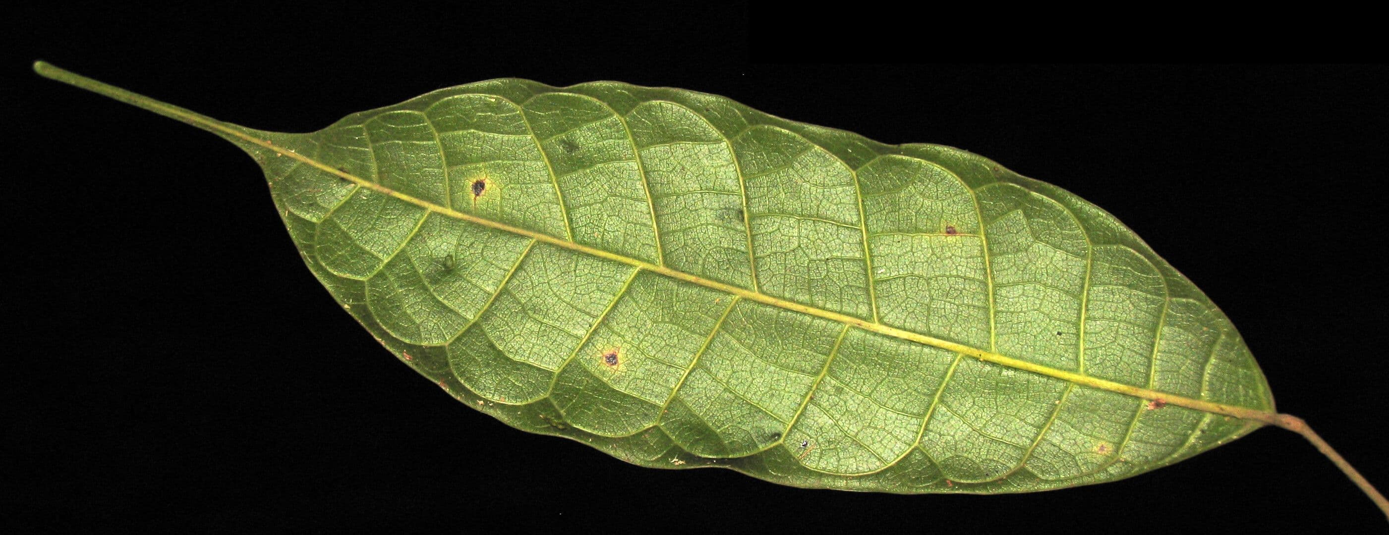 Protium sagotianum 4